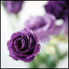 purple2