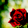 rojo rose